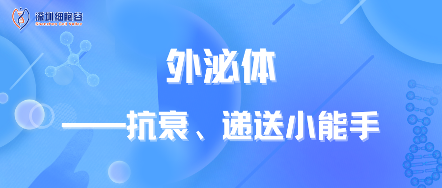 外泌体——抗衰、递送小能手